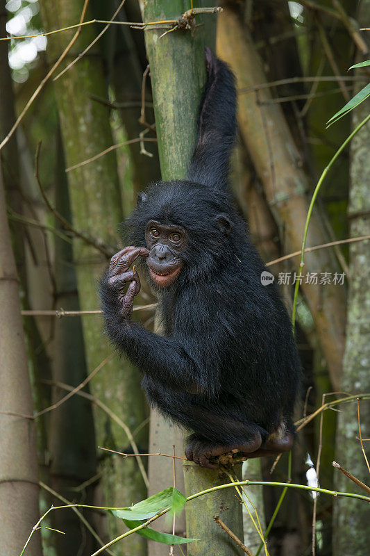 幼年倭黑猩猩的肖像(Pan paniscus)，刚果